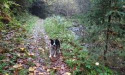 Idyllischer Weg nördlich der Autobahn im Zachgraben