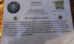 Unser Lebensbaum, die Hainbuche