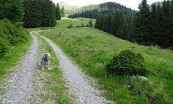 Forstweg von der Schöttlkapelle zur Hühnerbachhütte